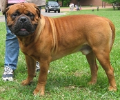 Bullmastiff 9