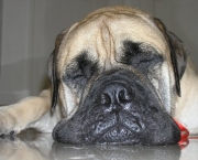 Bullmastiff 12