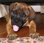 Bullmastiff 13