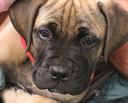 Bullmastiff 14