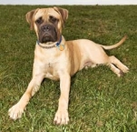 Bullmastiff 15