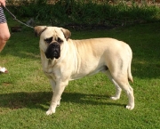 Bullmastiff 16