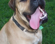 Bullmastiff 17