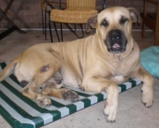 Bullmastiff 18