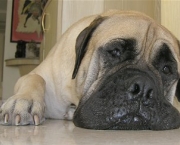 Bullmastiff 19