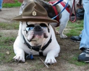 imagens-cachorro-policial-engraçadas.jpg