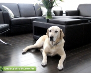 cachorro-labrador-sala-moveis-sofa-apartamento-petrede.jpg