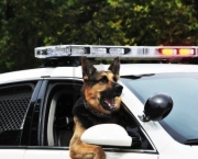 cachorro-policial.jpeg