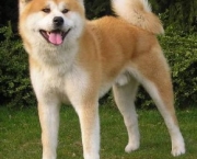 Cachorro Akita (1)