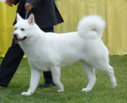Cachorro Akita (2)