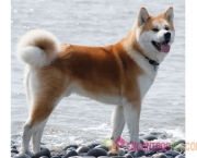 Cachorro Akita (3)