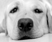 Cachorro Cansado (16).jpg