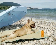 Cachorro de Férias (1)
