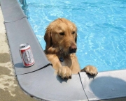 Cachorro de Férias (2)