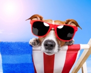 Cachorro de Férias (4)