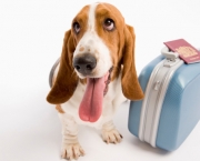 Cachorro de Férias (5)
