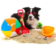 [ File # csp6621613, License # 2813297 ]
Licensed through http://www.canstockphoto.com in accordance with the End User License Agreement (http://www.canstockphoto.com/legal.php)
(c) Can Stock Photo Inc. / IvonneWierink