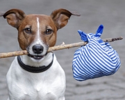 Cachorro de Férias (7)