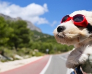 Cachorro de Férias (10)