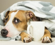 Cachorro de Férias (12)