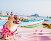 Cachorro de Férias (13)
