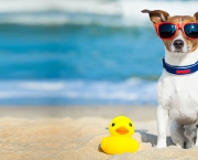 Cachorro de Férias (15)