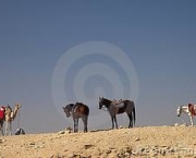 camelos-e-cavalos-3