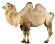 camelos-e-cavalos-5