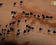 camelos-e-cavalos-6