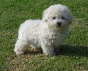 caniche-toy-1