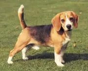 cao-beagle-10