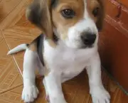 cao-beagle-11