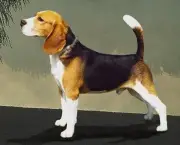 cao-beagle-12