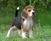 cao-beagle-13