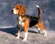 cao-beagle-15