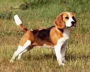 cao-beagle-2
