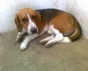 cao-beagle-5