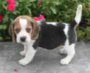 cao-beagle-7