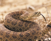 http://www.dreamstime.com/royalty-free-stock-photo-rattlesnake-image922765