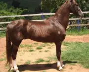 cavalo-mangalarga-paulista-1
