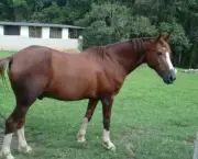 cavalo-mangalarga-paulista-10