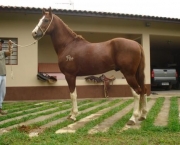cavalo-mangalarga-paulista-11
