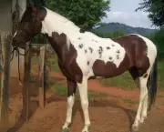cavalo-mangalarga-paulista-15