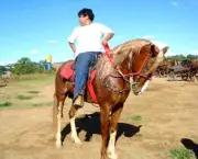 cavalo-mangalarga-paulista-2