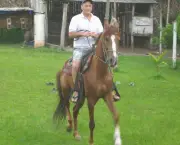 cavalo-mangalarga-paulista-3