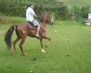 cavalo-mangalarga-paulista-4