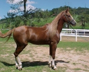 cavalo-mangalarga-paulista-9