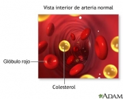 celulas-do-figado-14