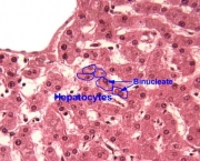 celulas-do-figado-18