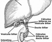 celulas-figado-7